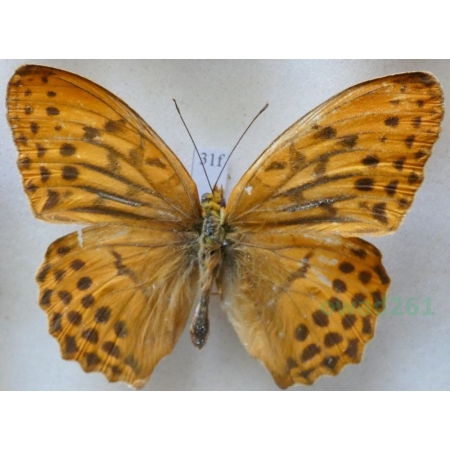 Argynnis sagana (Doubleday, 1847) Russia31f